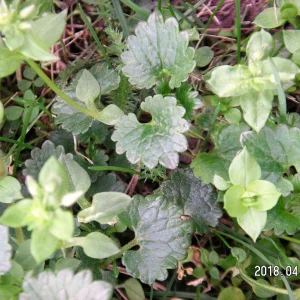 PICT0008.JPG