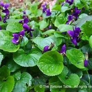 upload_2018-4-12_17-12-42.jpeg