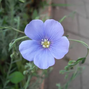 DSCF0907.JPG