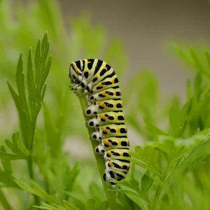 schwalbenschwanz (1).jpg