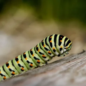 schwalbenschwanz (2).jpg