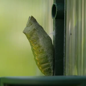 schwalbenschwanz (3).jpg