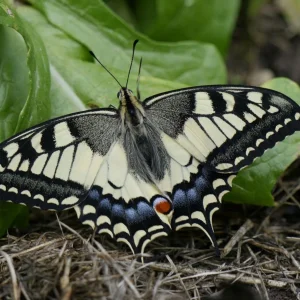 schwalbenschwanz (4).jpg