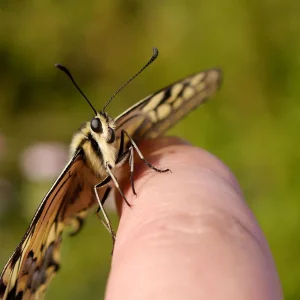 schwalbenschwanz (6).jpg