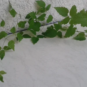 Handyaufnahmen 013.jpg