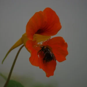 The Power of Flower.JPG