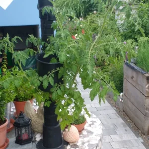 Garten, 25.7.2016 015.jpg