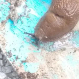 Garten, 25.7.2016 005.jpg