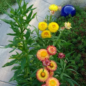 Garten Juli 2018 192.jpg