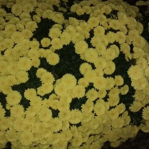 Garten Juli 2018 023.jpg