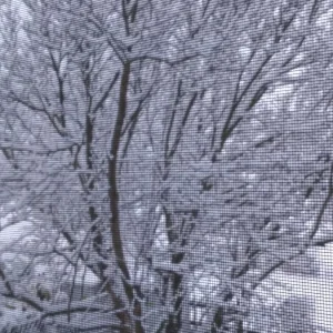 Garten Juli 2018 082.jpg