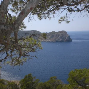 Wilde Schönheit Kopie.jpg