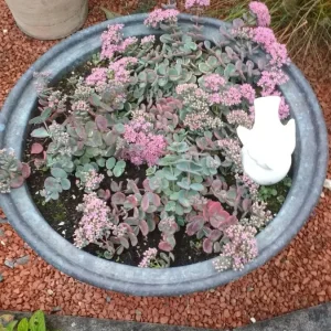 Garten Juli 2018 015.jpg