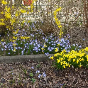 Garten Juli 2018 114.jpg