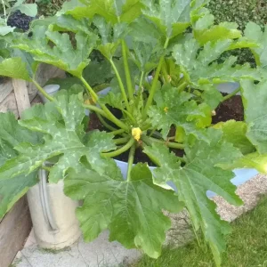 Garten Juli 2018 001.jpg