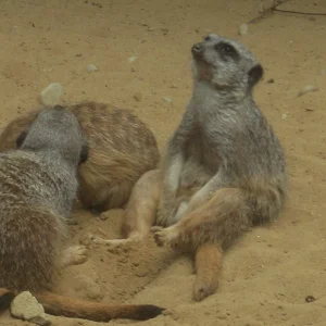 SL381371 (2015_01_26 19_43_54 UTC) (2015_02_06 15_22_21 UTC).JPG