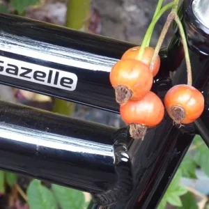 rosengazelle.JPG