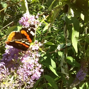 Urlaub Kressbronn Juli 2014 468.jpg