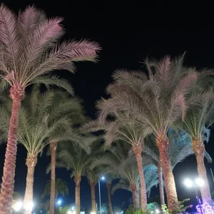 IMG_2592.JPG