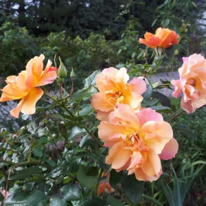 20180924_150911.jpg