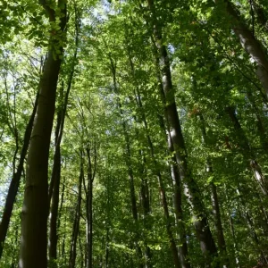 Wald.JPG