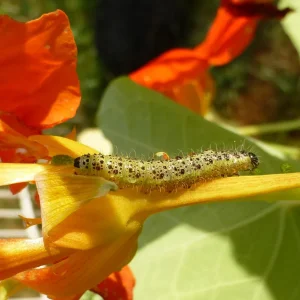 Nimmersatt2 Kopie.jpg