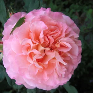 PICT0004.JPG