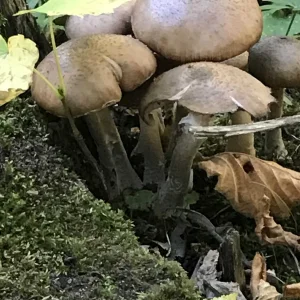 upload_2018-10-31_8-6-26.jpeg