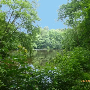 Waldsee1..jpg