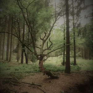 Baum.jpg