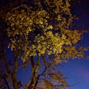 IMG_20181031_171823.jpg