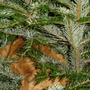 Bel Ami Tannenbaum.JPG