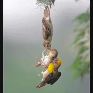 4 Nestling Rettung.jpg