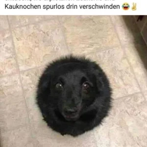 4 Hund 4656642c2e5637622e9e20bbe42147266325.jpg