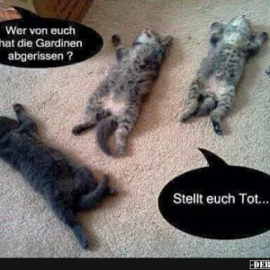4  Katzen totstellen.jpg