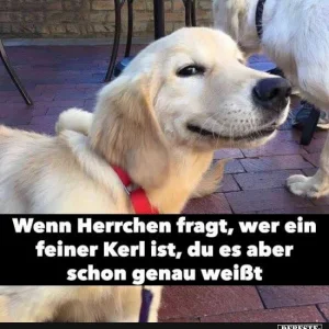 4 wenn herrchen fragt.jpg