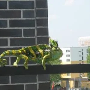 Nonoi auf dem Ausflug auf der Terrasse!