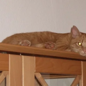 unser Racker