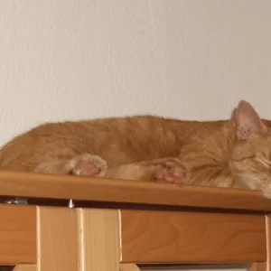 unser Kater Teil 2