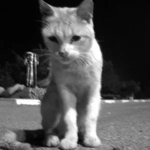 Fotogene Wildkatze