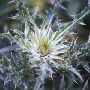 Distel