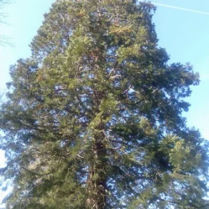 Yggdrasil der Baum des Lebens