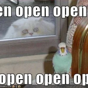 crazy-cat-bird-window-open.jpg