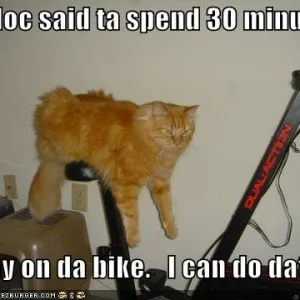 cat-excercise-bike.jpg