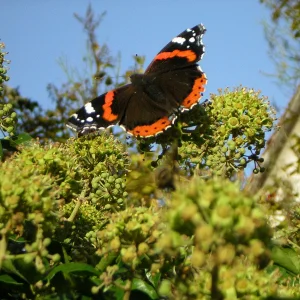 EfeuSchmetterling 3.jpg