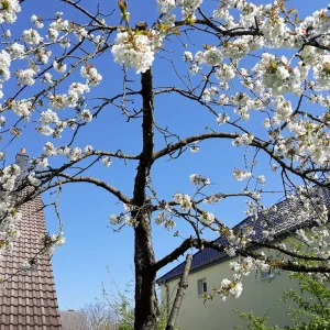 Kiischtebaam an der Bleih 2019.jpg