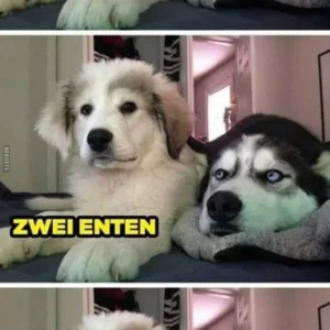 7 zwei enten.jpg