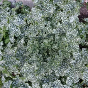 Pflanze vom Garten.jpg