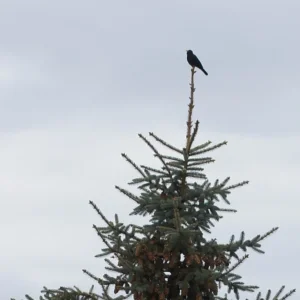 Amsel auf der Tanne.jpg