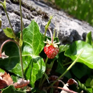 20190529_164432 Walderdbeere.jpg